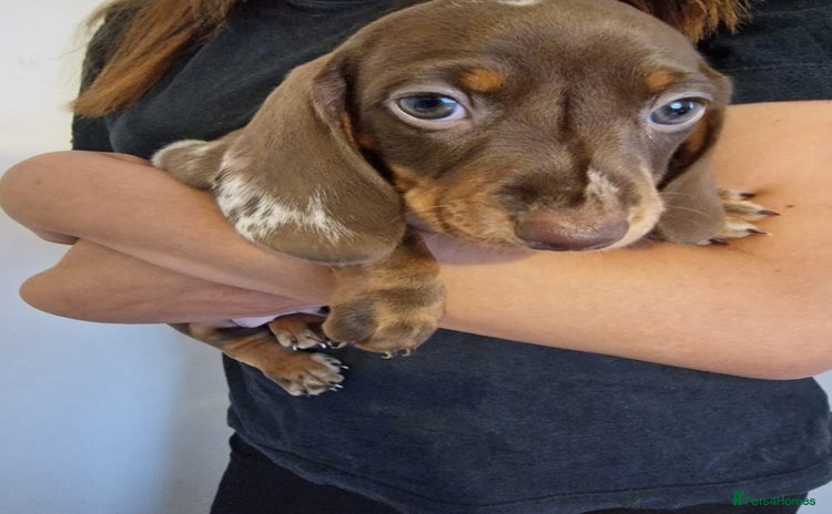 Dachshund dogs - Advert 3