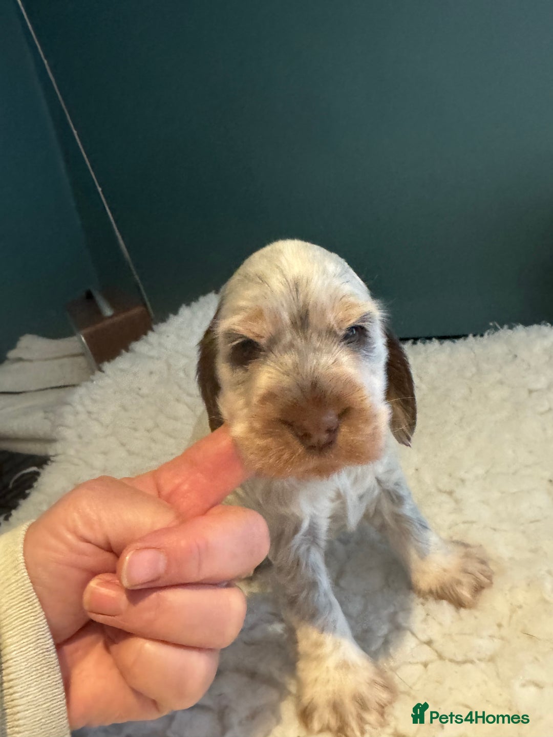 Cocker Spaniel dogs for sale: Two Exceptional girl English Show Cockers - Advert 9