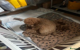 Poodle dogs for sale: Red Standard Poodle Puppies -KC 5-Gen Parents  - Image 2