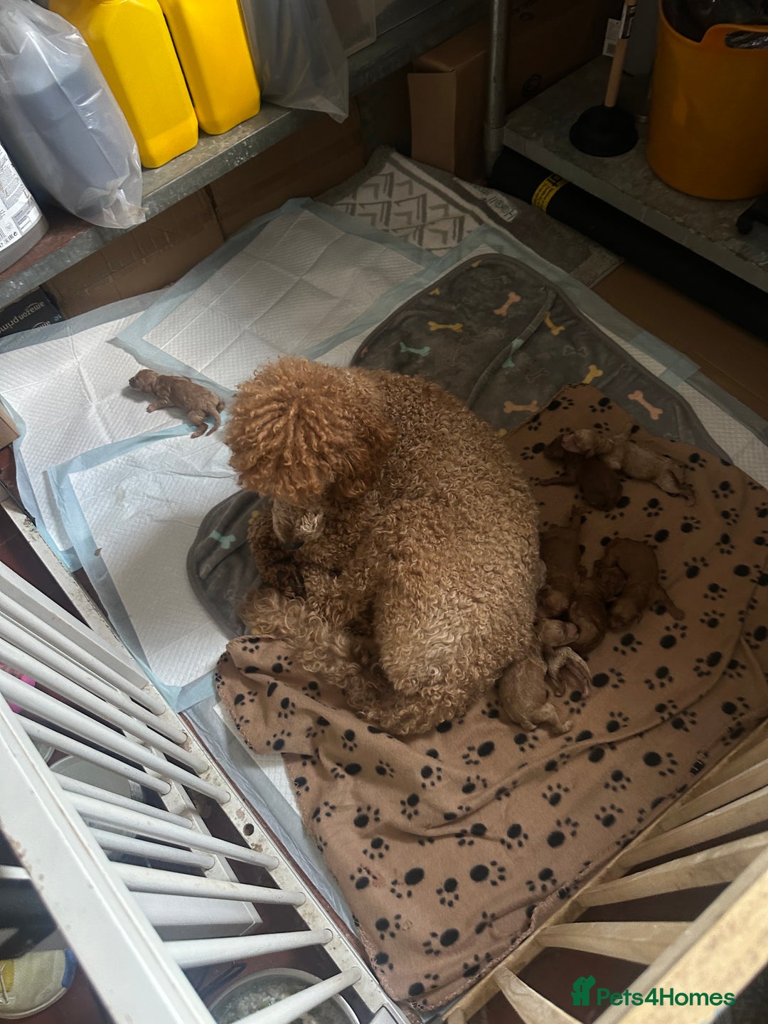 Poodle dogs for sale: Red Standard Poodle Puppies -KC 5-Gen Parents  - Image 2
