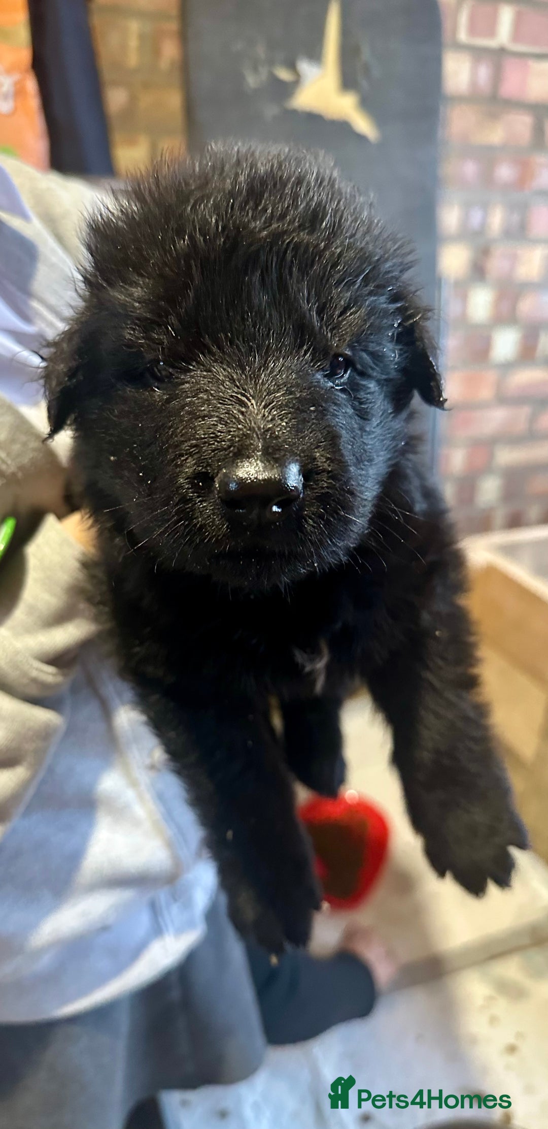 German Shepherd dogs for sale: Beautiful Litter of German Shepherd Puppies - Image 12