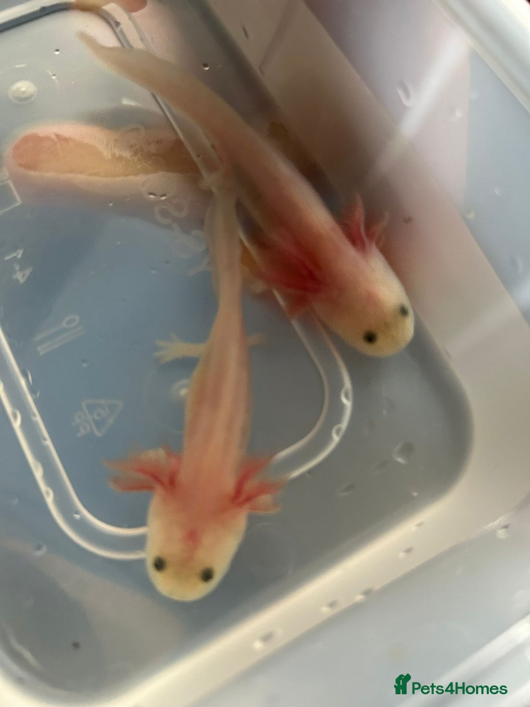 Axolotl reptiles for sale: Axolotl - Advert 25