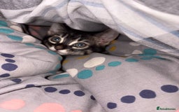 Mixed Breed cats for sale: half bengal half british short hair kitten  - Image 4