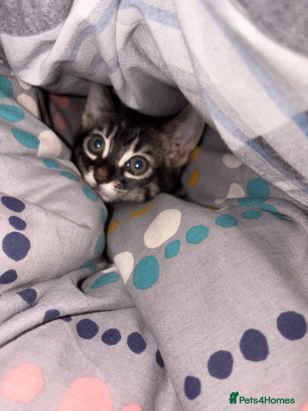 Mixed Breed cats for sale: half bengal half british short hair kitten  - Image 4