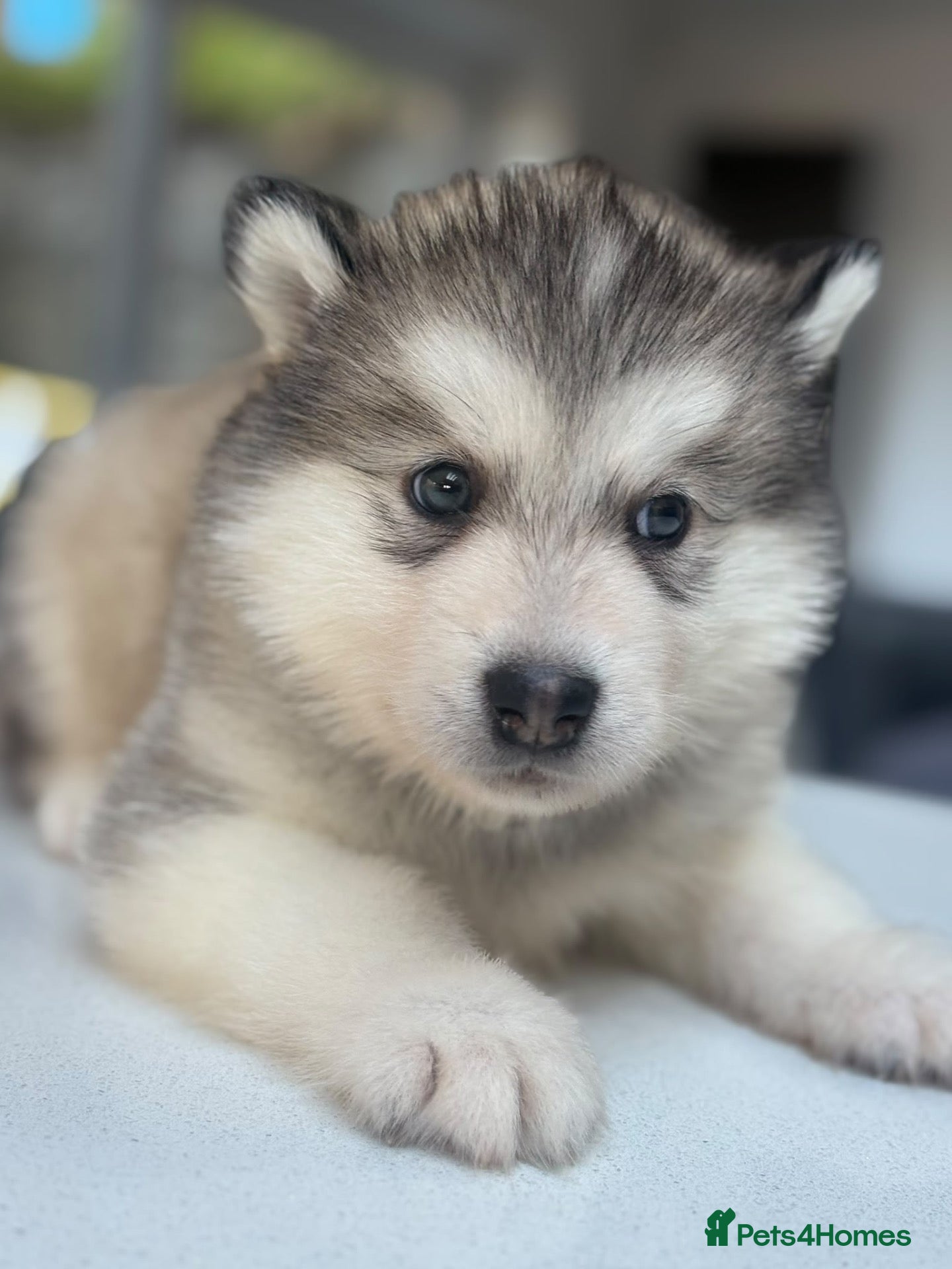 Alaskan Malamute dogs Behaviourist Raised Malamute Champion Line Pups  - Advert 1