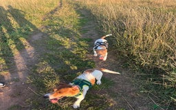 Jack Russell dogs for sale: Brother and sister Jack russels - Image 9