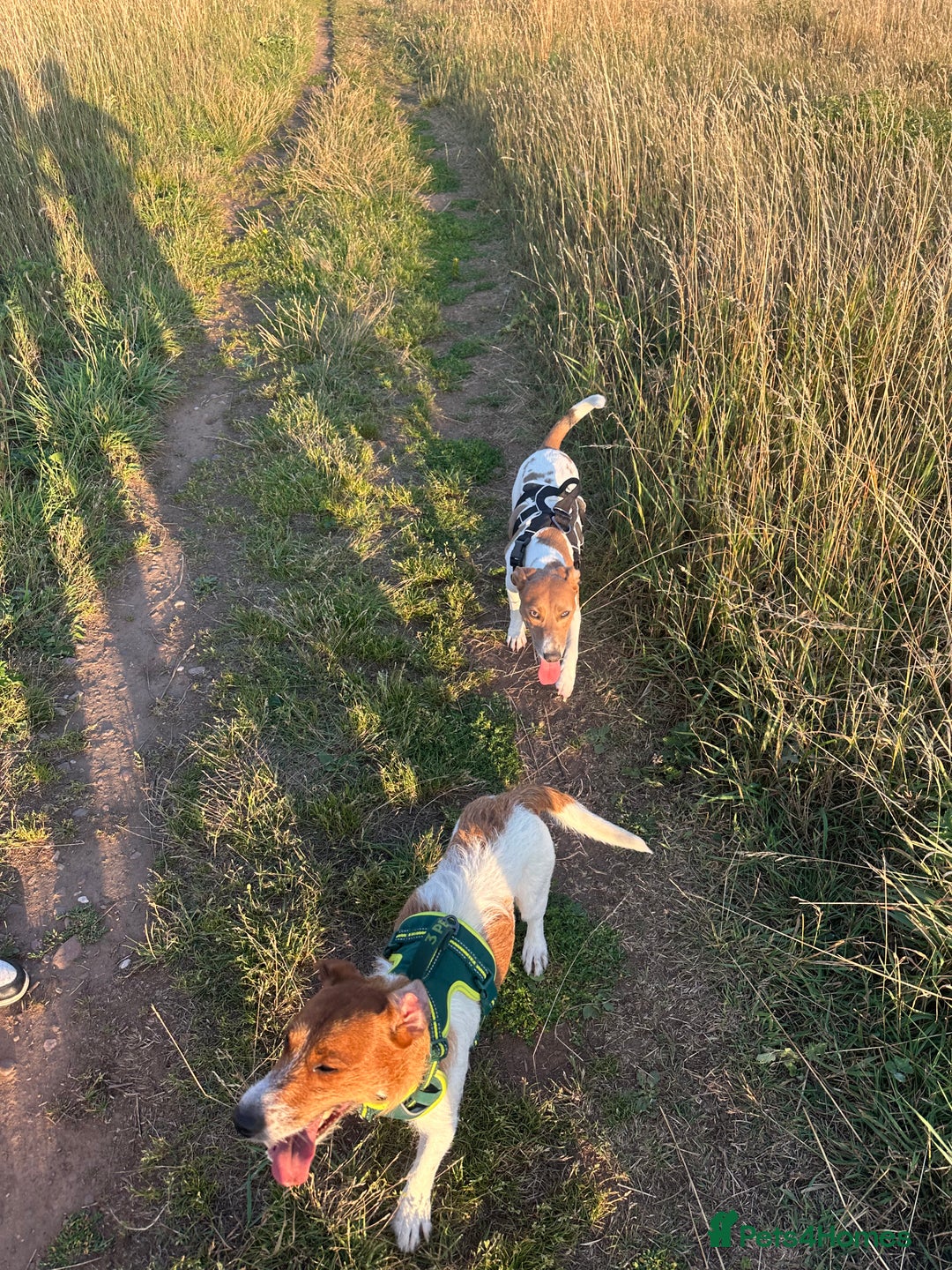 Jack Russell dogs for sale: Brother and sister Jack russels - Image 9