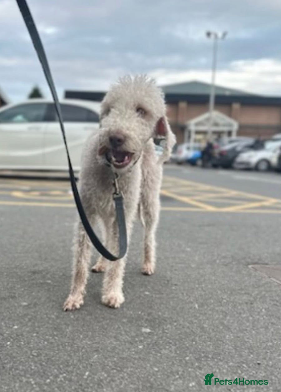 Bedlington Terrier dogs Bedlington Terrier Stud - Liver - AGE 6 - CT CLEAR in Darlington - Advert 4