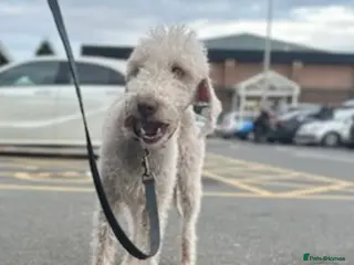 Bedlington Terrier dogs Bedlington Terrier Stud - Liver - AGE 6 - CT CLEAR in Darlington - Advert 4