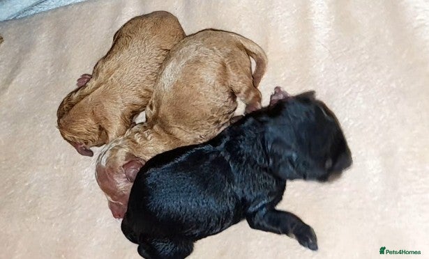 Maltipoo dogs ❤️Quality Asian True Toy Maltipoo Puppies❤️ - Advert 1