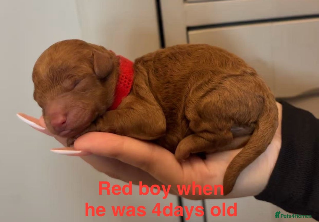 Toy Poodle dogs for sale: Adorable Deep Red Toy Poodle Puppies Available! 🐾 - Image 2