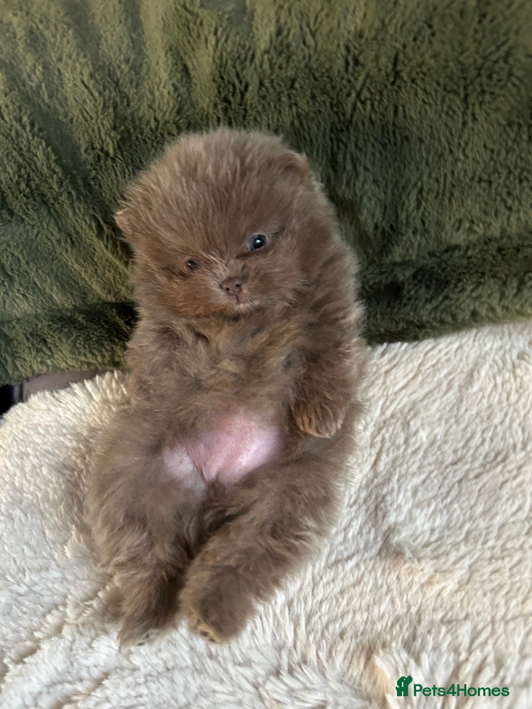 Pomeranian dogs for sale: Rare lavender Pomeranian puppy’s  - Advert 5