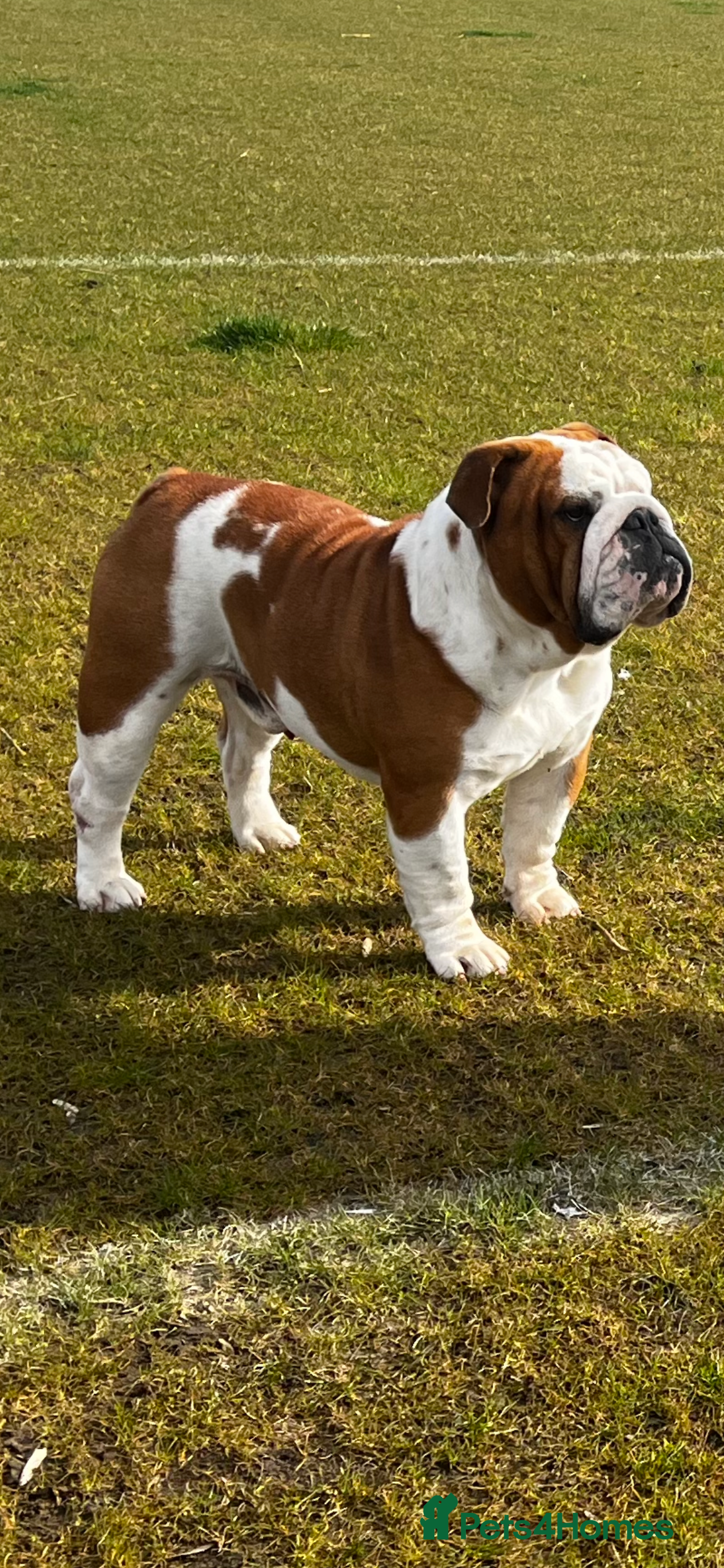 English Bulldog dogs Available for stud uk champion  in Bradford - Advert 13