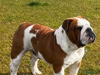 English Bulldog dogs in Bradford - Advert 17