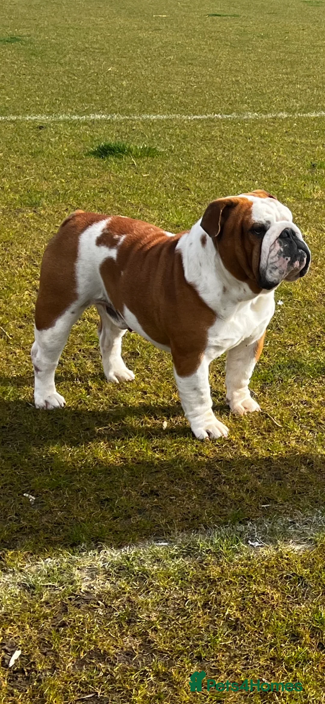 English Bulldog dogs for stud: Available for stud uk champion  in Bradford - Advert 1