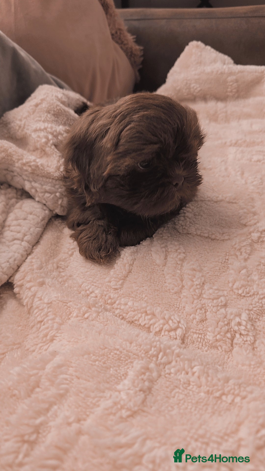 Shih Tzu dogs for sale: Shih tzu puppies - Advert 6