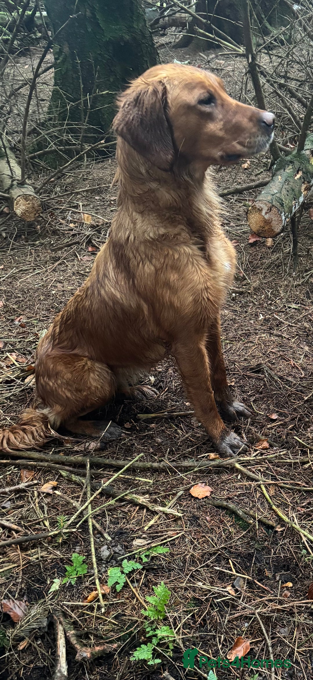 Golden Retriever dogs for sale:  Golden retriever puppies  - Advert 6