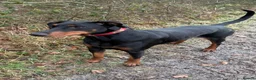 Dobermann dogs for sale: Loyal Doberman  in Preston - Advert 5