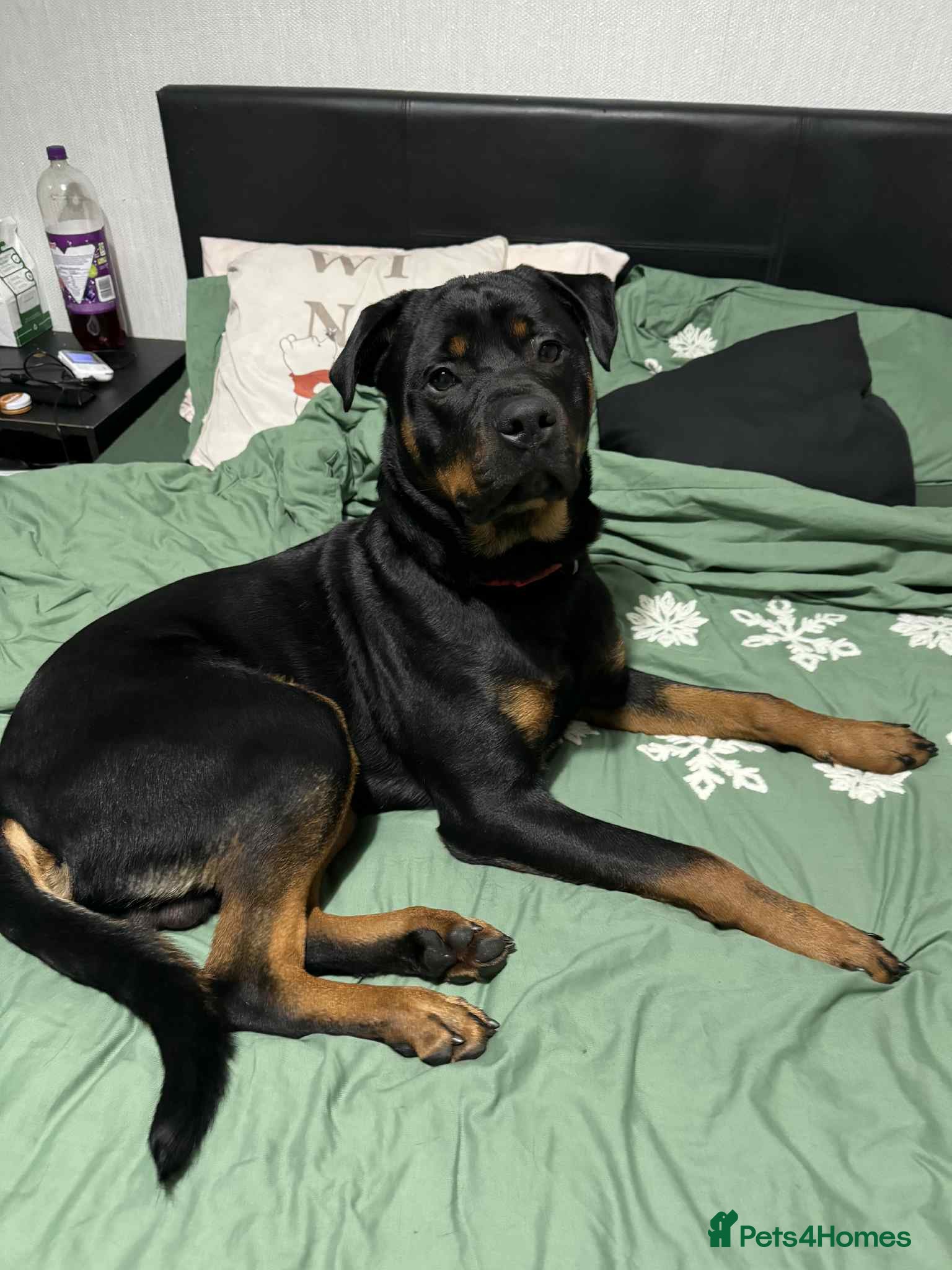Rottweiler dogs 10 month old family Rottweiler in need of new home - Advert 1
