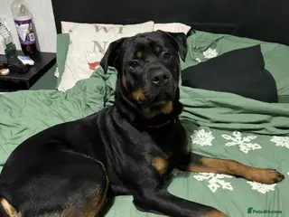 Rottweiler dogs 10 month old family Rottweiler in need of new home - Advert 1