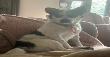 Mixed Breed dogs - Advert 16