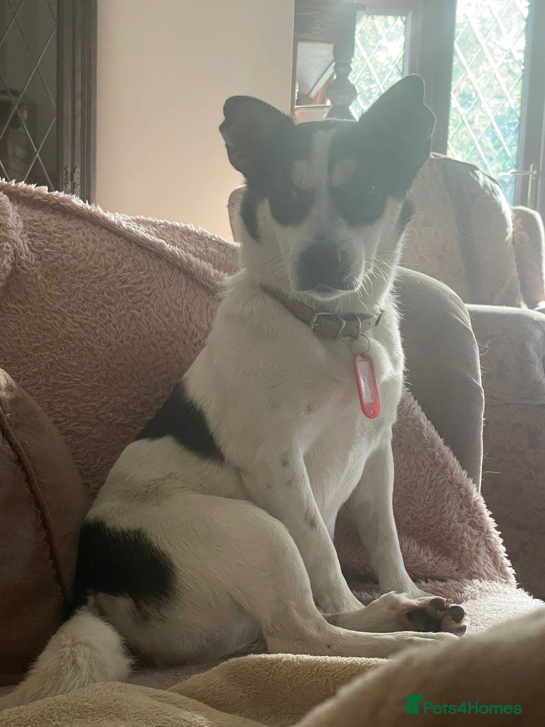 Mixed Breed dogs for adoption: Gorgeous Dylan needs a home! - Image 3