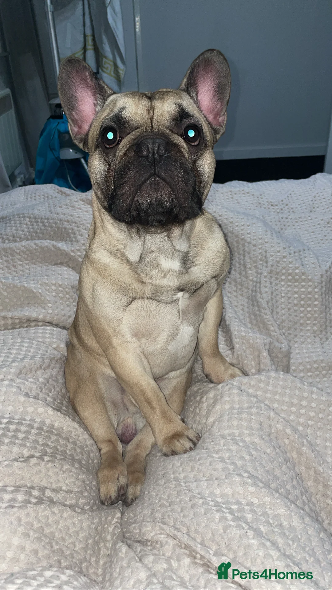 French Bulldog dogs for stud: Logie French bull dog  - Advert 12