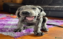 Great Dane dogs for sale: Beautiful Blue bred for Health and Temperament  in Worksop - Image 9