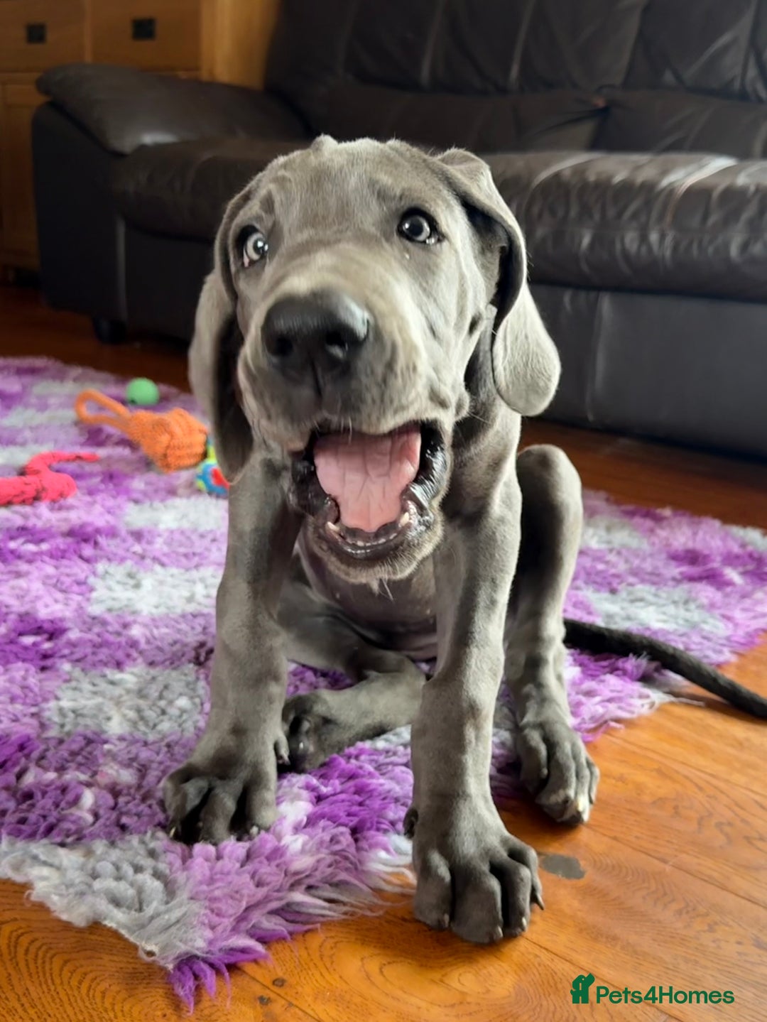 Great Dane dogs for sale: Beautiful Blue bred for Health and Temperament  in Worksop - Image 9