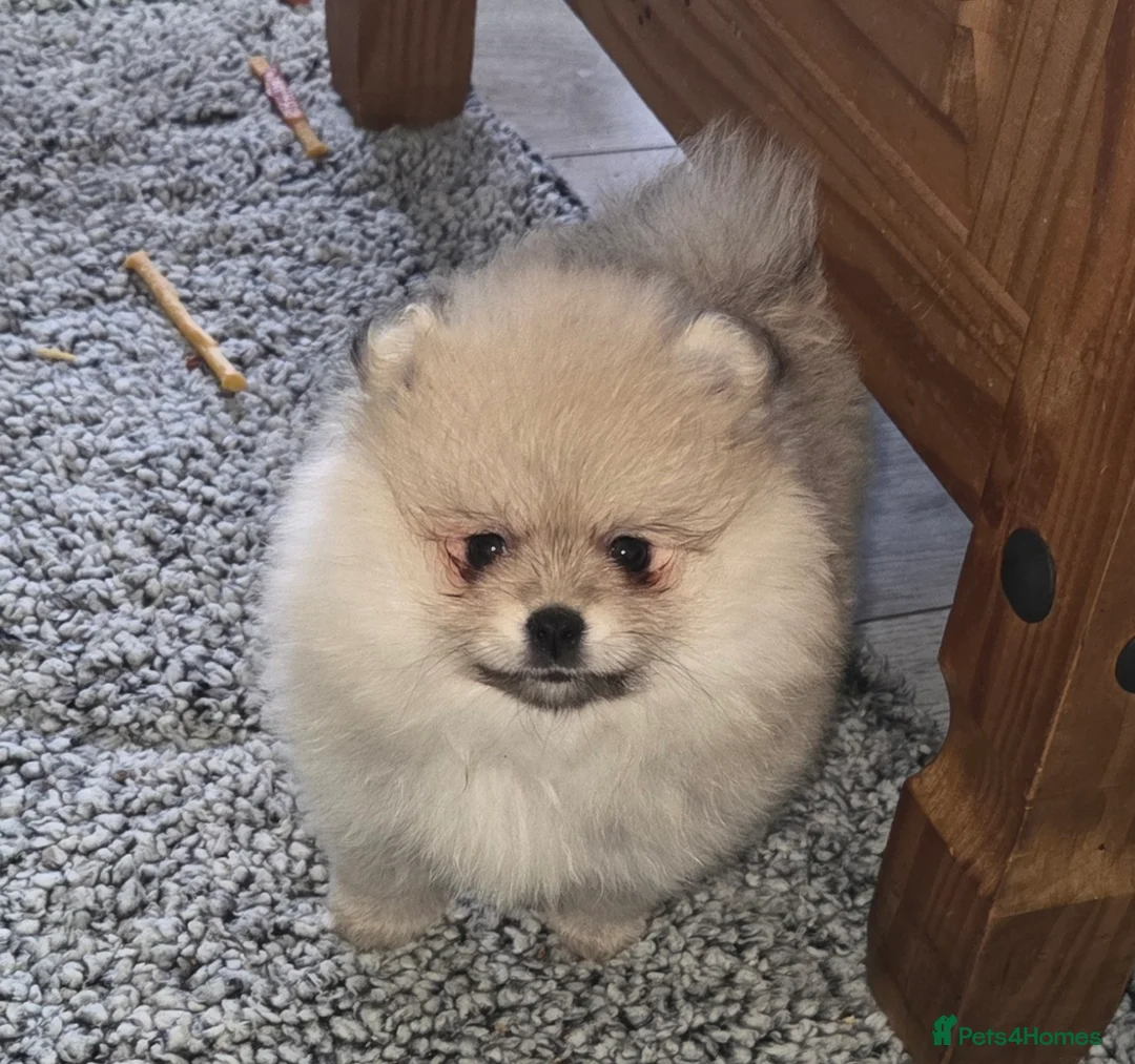 Pomeranian dogs for sale: Pomeranian puppies for sale 🐶🐾 - Advert 1