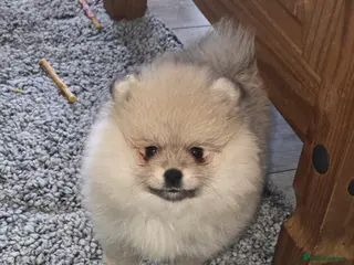 Pomeranian dogs Pomeranian puppies for sale 🐶🐾 - Advert 8