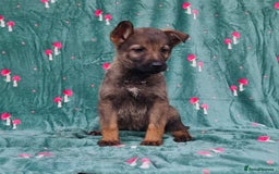 German Shepherd dogs for sale: German Shepherd Puppies - Image 14