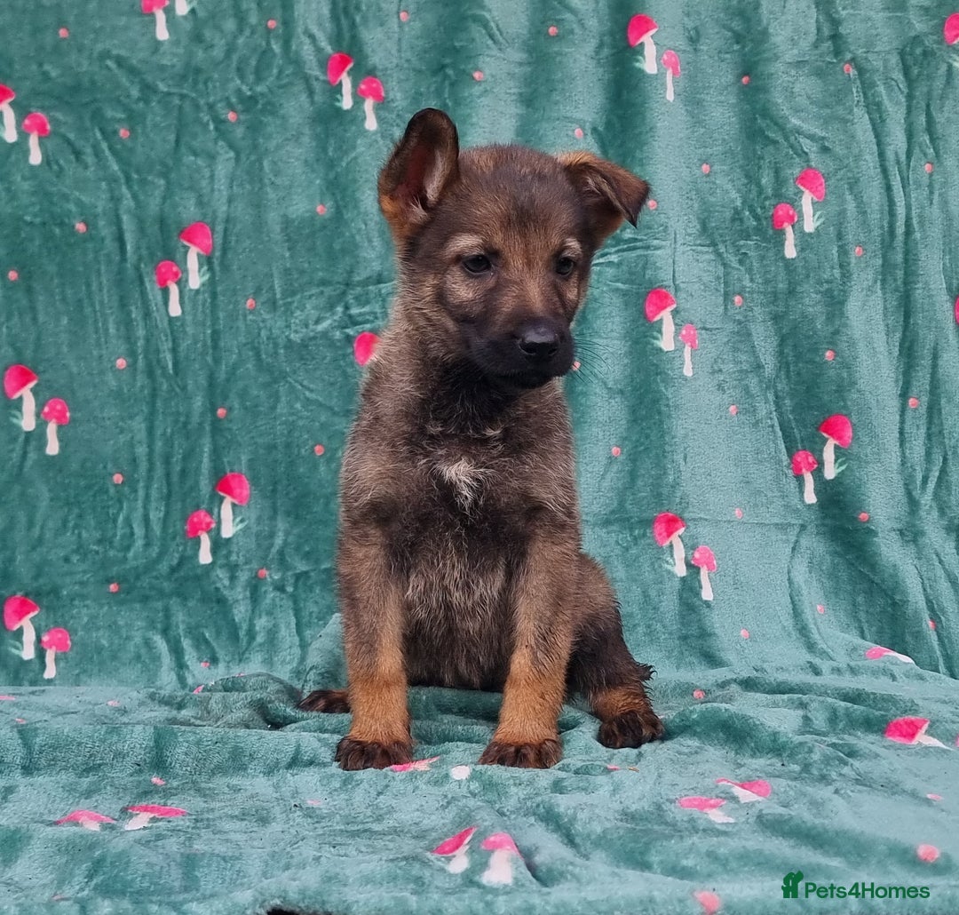 German Shepherd dogs for sale: German Shepherd Puppies - Image 14