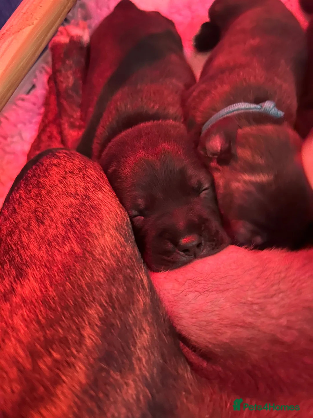 Staffordshire Bull Terrier dogs for sale: Staffordshire bull terrier puppies  in Weston-super-Mare - Advert 2