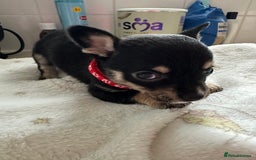 Mixed Breed dogs for sale: Jack chi puppies - Image 6