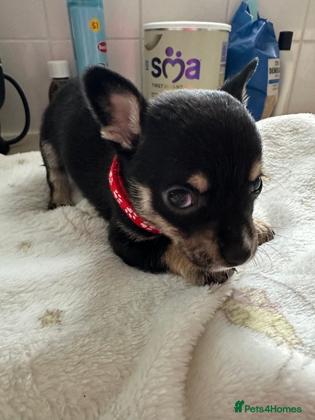 Mixed Breed dogs for sale: Jack chi puppies - Image 6