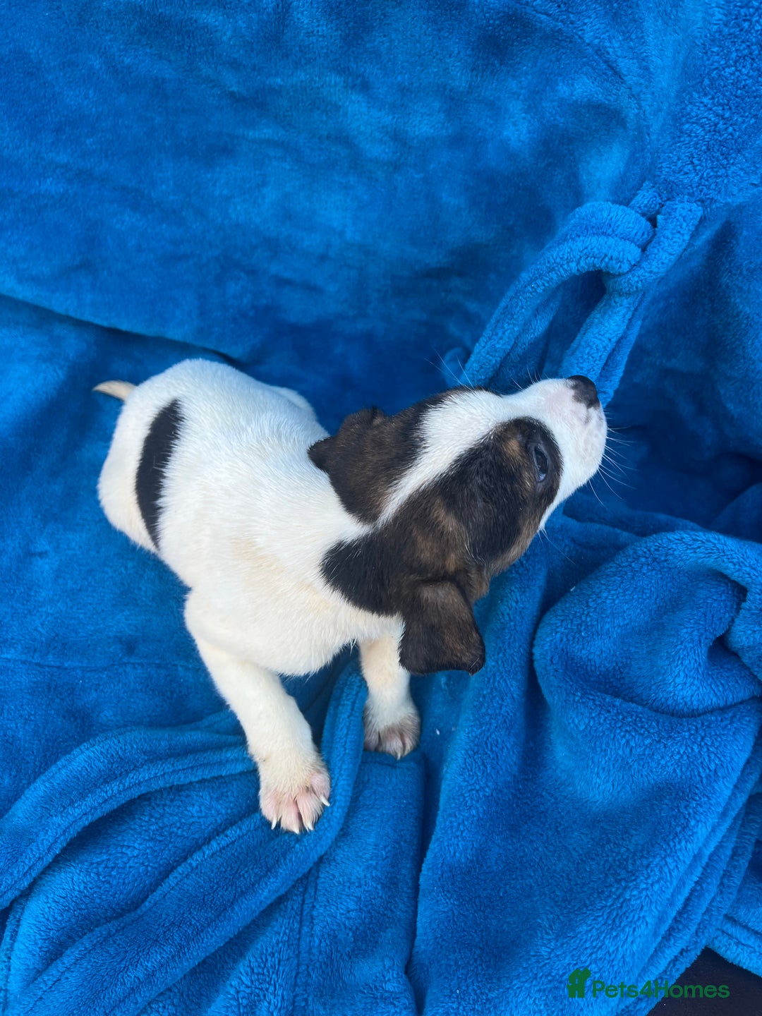 Beagle dogs for sale: Beagle boy puppy  - Advert 9