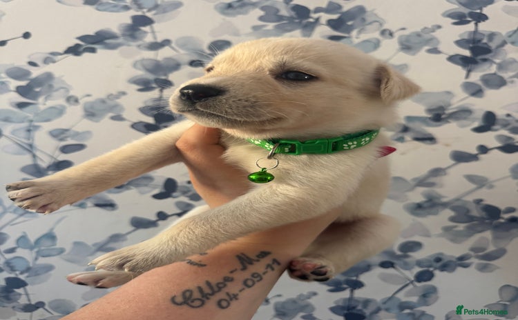 Mixed Breed dogs - Advert 1
