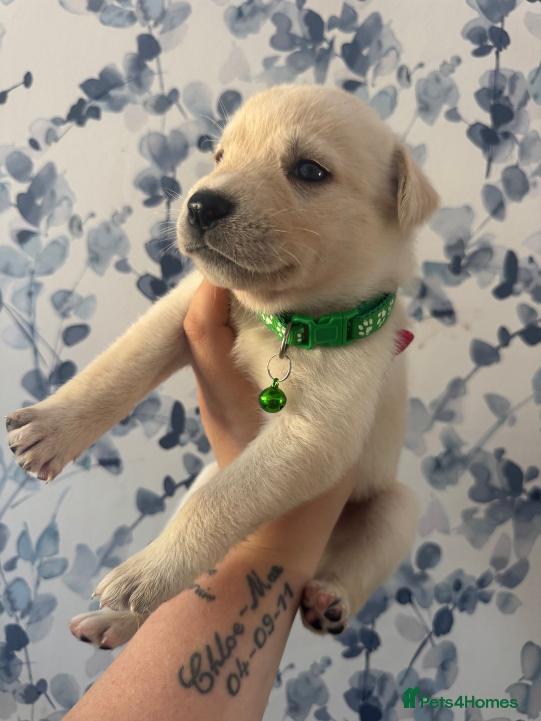 Mixed Breed dogs for sale: Beautiful Puppies looking for their forever home♥️ - Image 1