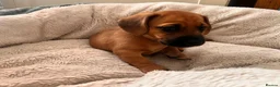 Mixed Breed dogs for sale: Miniature Daschund x 1/8th Border Terrier Puppies in Grantham - Advert 16