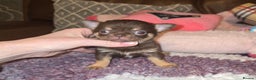 Chihuahua dogs for sale: XxQuality Chihuahua Chocolate Thai breeding pupsXx - Advert 9