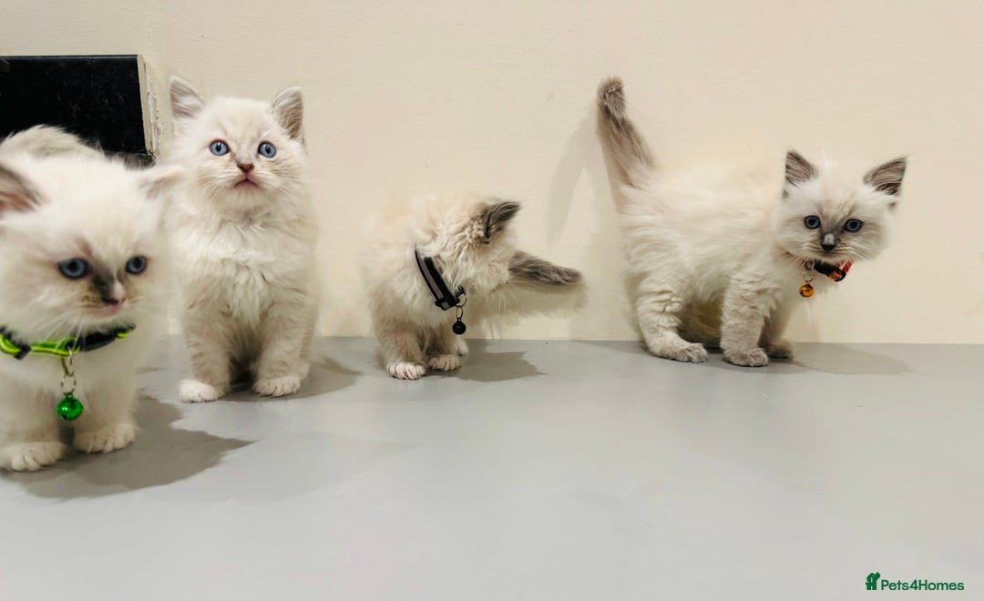 Ragdoll cats for sale: Adorable Pure Ragdoll Kittens - Advert 4