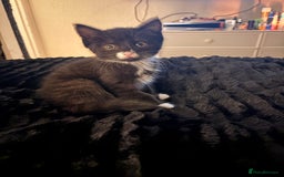 Ragdoll cats for sale: House kitten and mum - Image 3