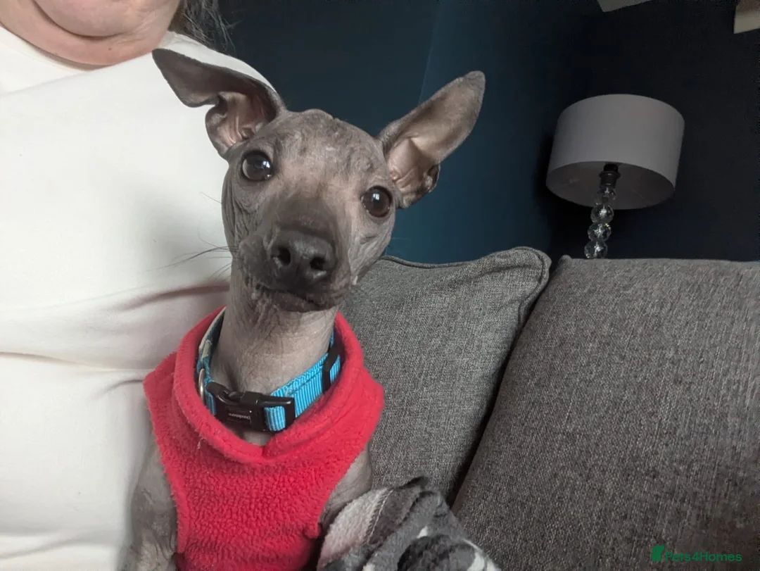 Mexican Hairless dogs for sale: Mini mexican coated/hairless xoloitzcuintli - Advert 9