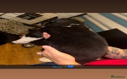 Akita dogs for sale:  American/ Japanese Akitas - Advert 8