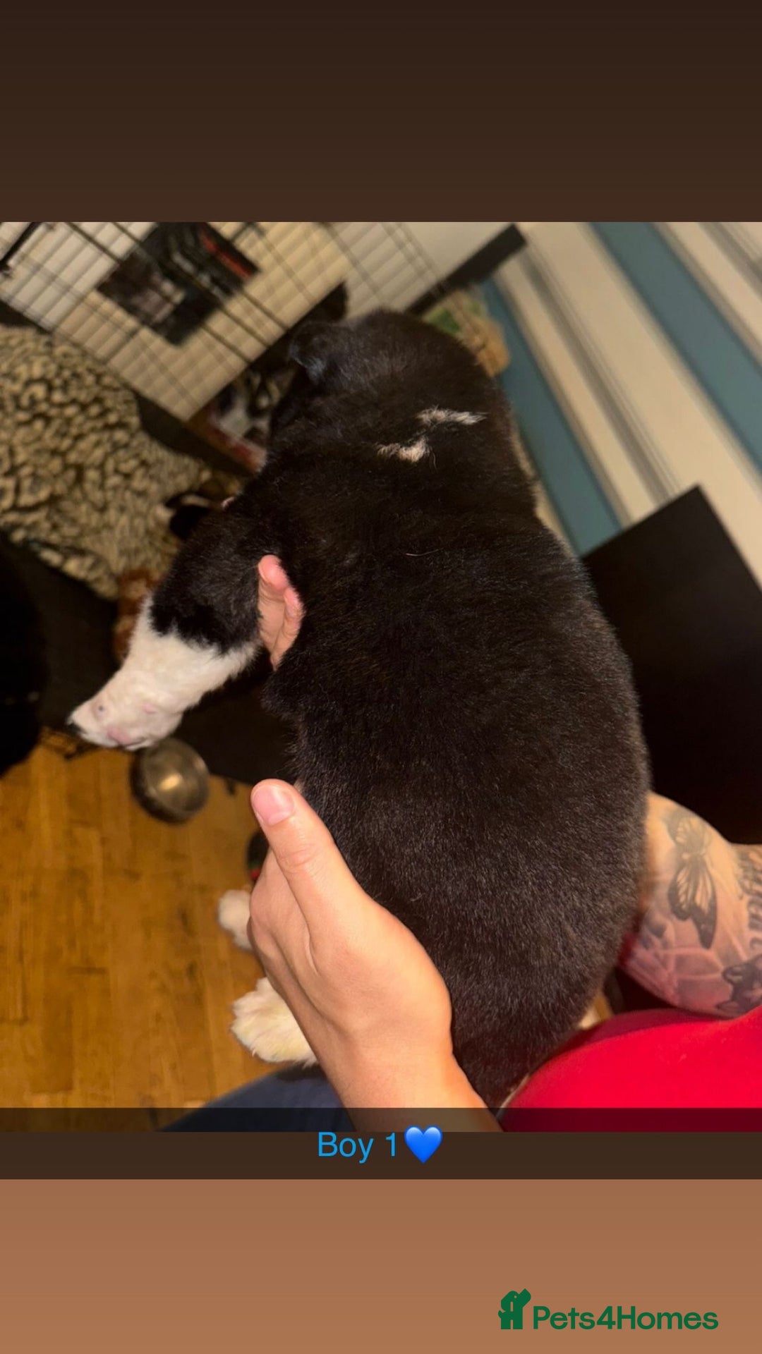 Akita dogs for sale:  American/ Japanese Akitas - Advert 8