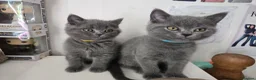 British Shorthair cats for sale: Purebred British Shorthair Kittens - 2 left! - Advert 13