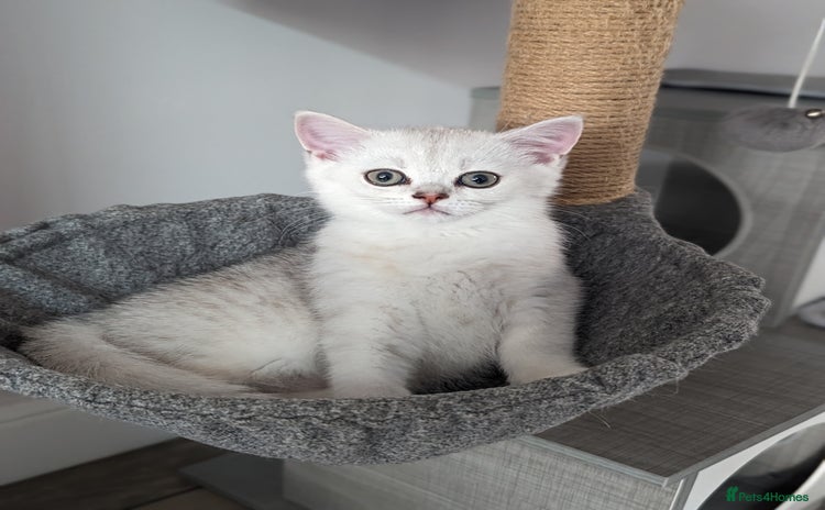 British Shorthair cats - Advert 6