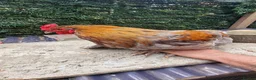 Mixed Breed poultry for sale: Stunning variety of hens cocks and drakes  - Advert 1