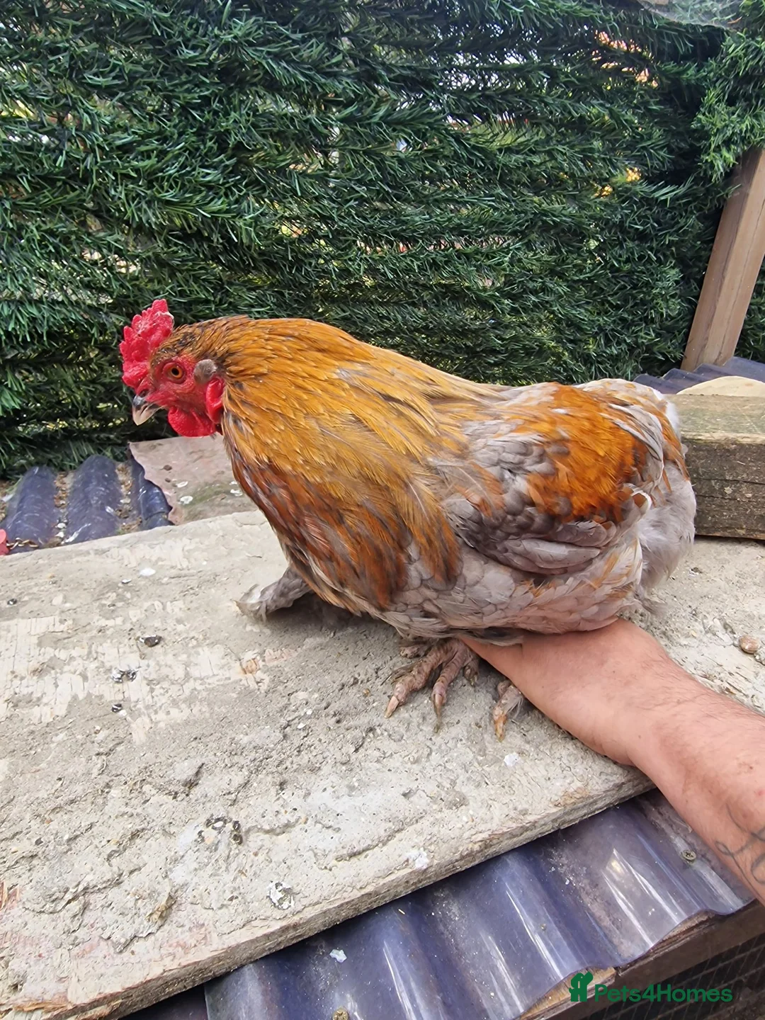 Mixed Breed poultry for sale: Stunning variety of hens cocks and drakes  - Advert 1